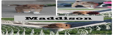 Maddison
