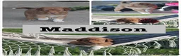 Mixed Breed dogs for sale: Maddison - Ad 1