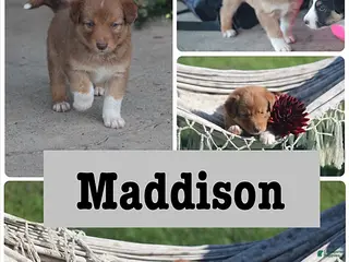 Mixed Breed dogs Maddison - Ad 21
