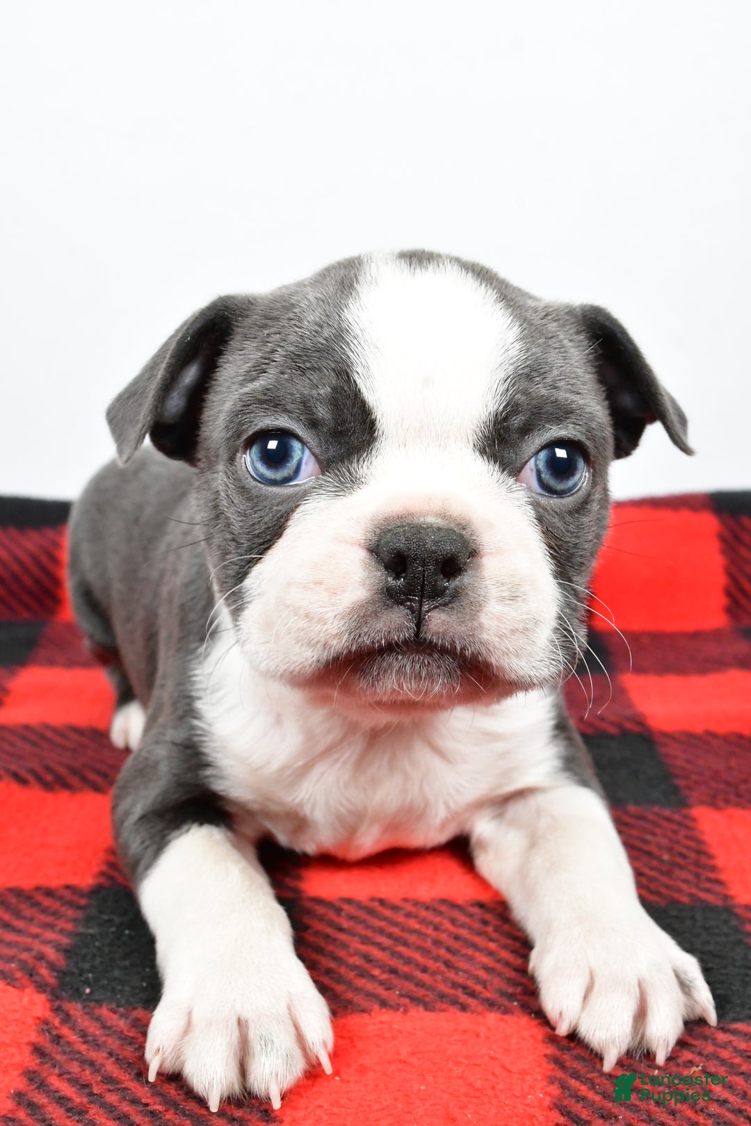 Boston Terrier dogs for sale: Chloe - Ad 7