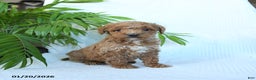 Miniature Poodle dogs for sale: Hershey - Ad 2