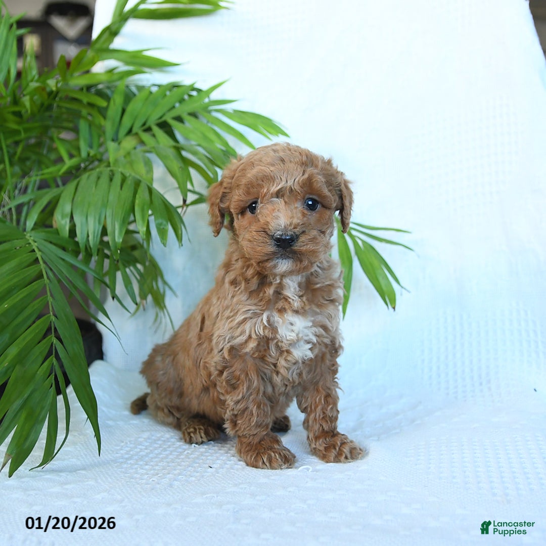 Miniature Poodle dogs for sale: Hershey - Ad 2