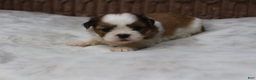 Shih Tzu dogs for sale: Theo - Ad 2