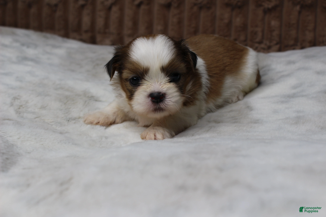 Shih Tzu dogs for sale: Theo - Ad 2