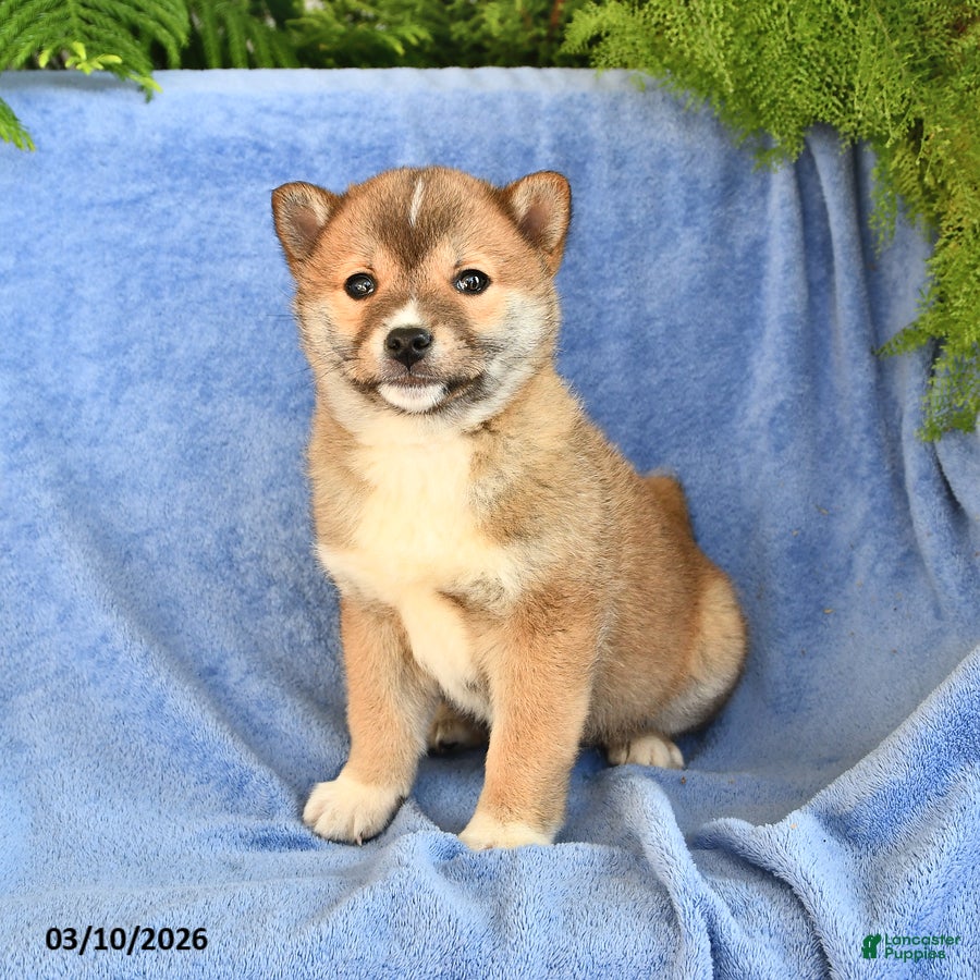Shiba Inu dogs Denny - Ad 2