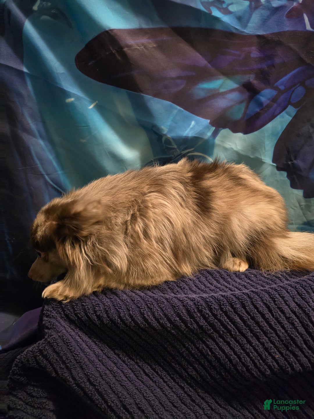 Pomeranian dogs for sale: Pomeranian Puppy 1 - Ad 7