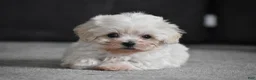 Maltipoo dogs for sale: Archie - Ad 8