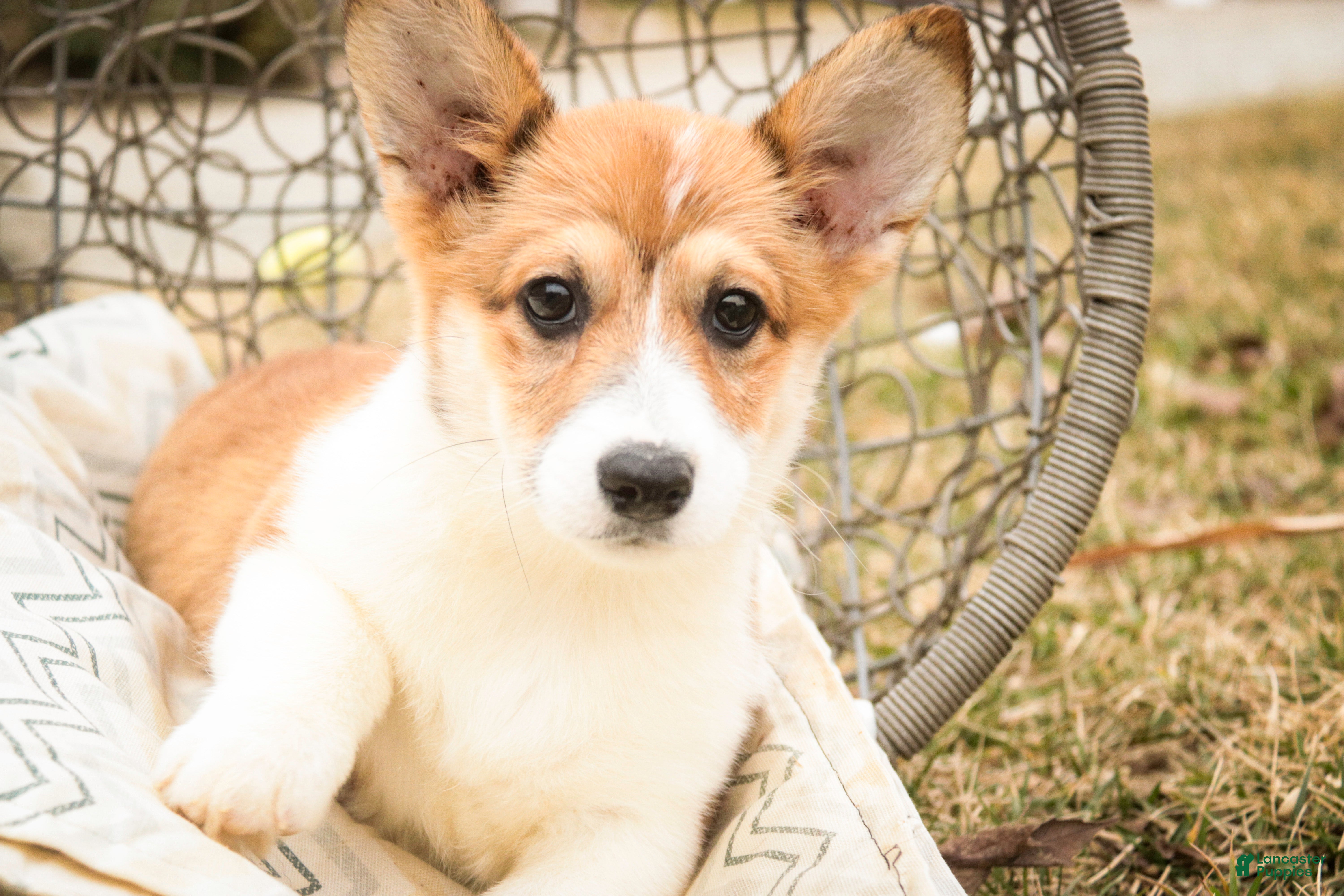 Welsh Corgi Pembroke dogs Waffle - Ad 1
