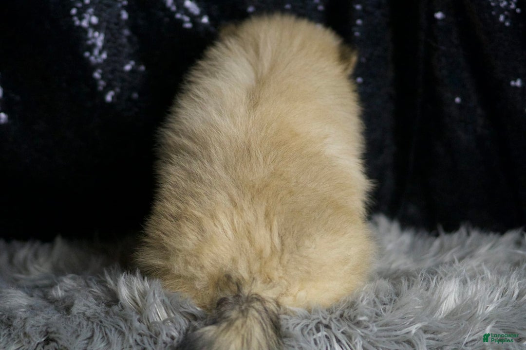 Pomeranian dogs for sale: Peanut - Ad 6