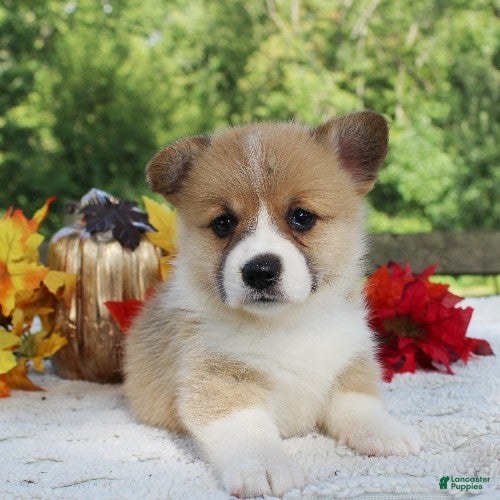Welsh Corgi Pembroke dogs Sienna - Ad 2