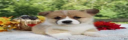 Welsh Corgi Pembroke dogs for sale: Sienna - Ad 2