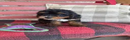 Mini Bernedoodle dogs for sale: Benny - Ad 1