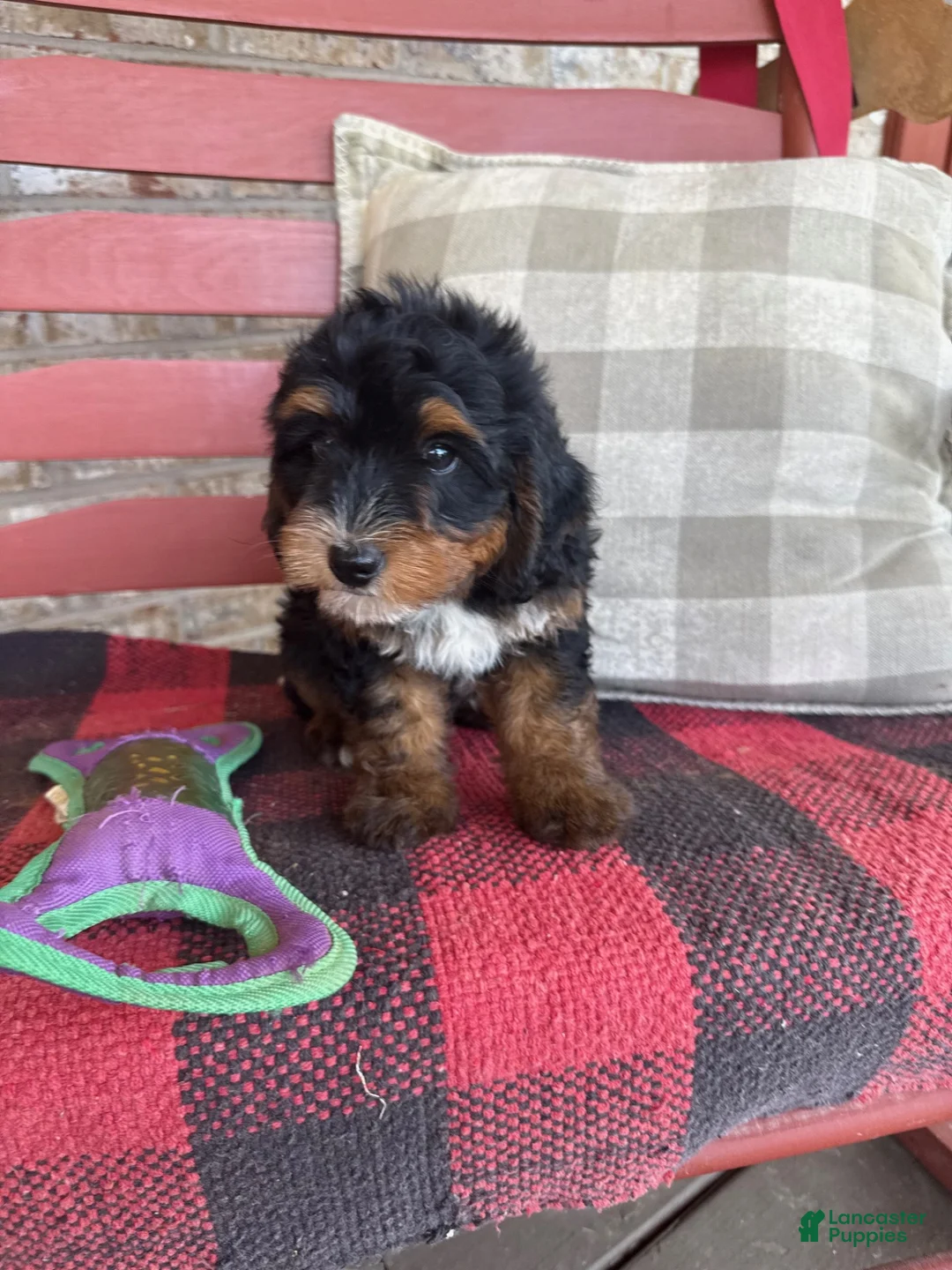 Mini Bernedoodle dogs for sale: Benny - Ad 1