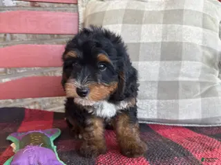 Mini Bernedoodle dogs Benny - Ad 29