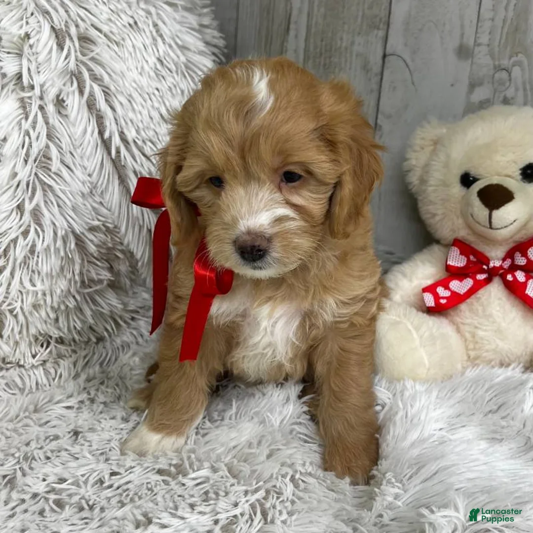 Mini Goldendoodle dogs for sale: Juliett (Miniature Girl) - Ad 2