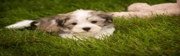 Havanese dogs for sale: Darcy Havanese  - Ad 9