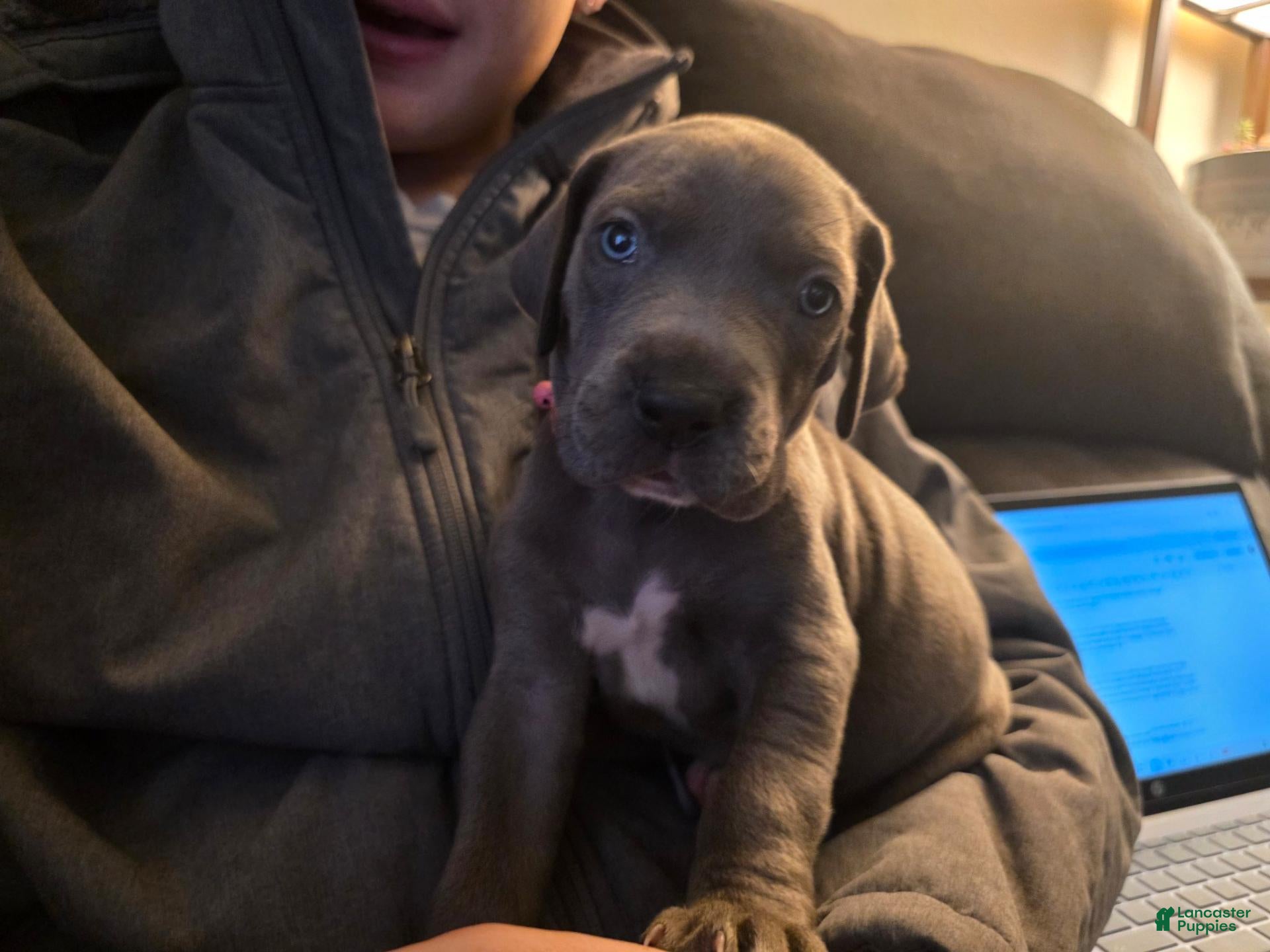 Great Dane dogs Star - Ad 15
