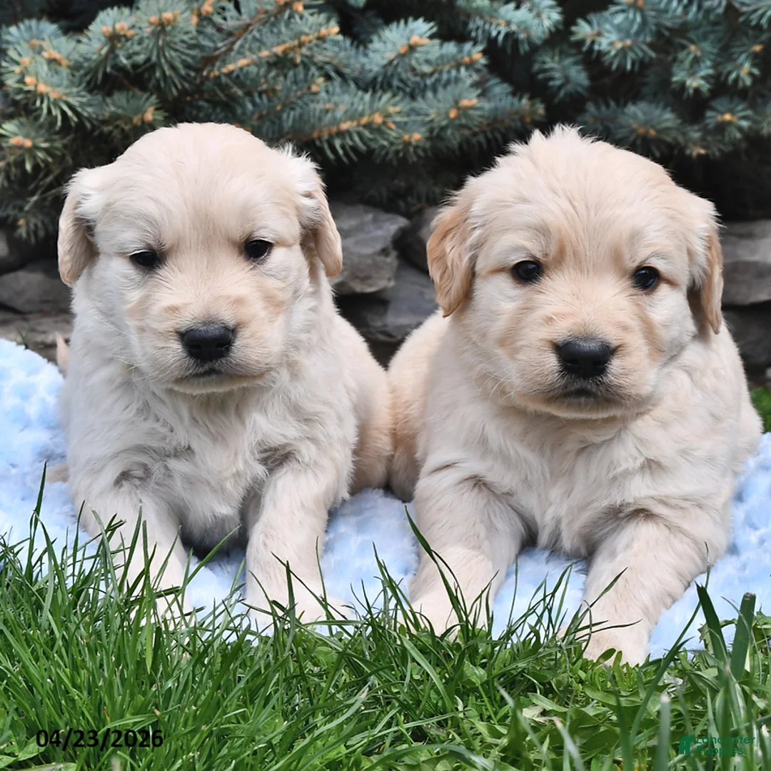 Golden Retriever dogs for sale: Tucker - Ad 3