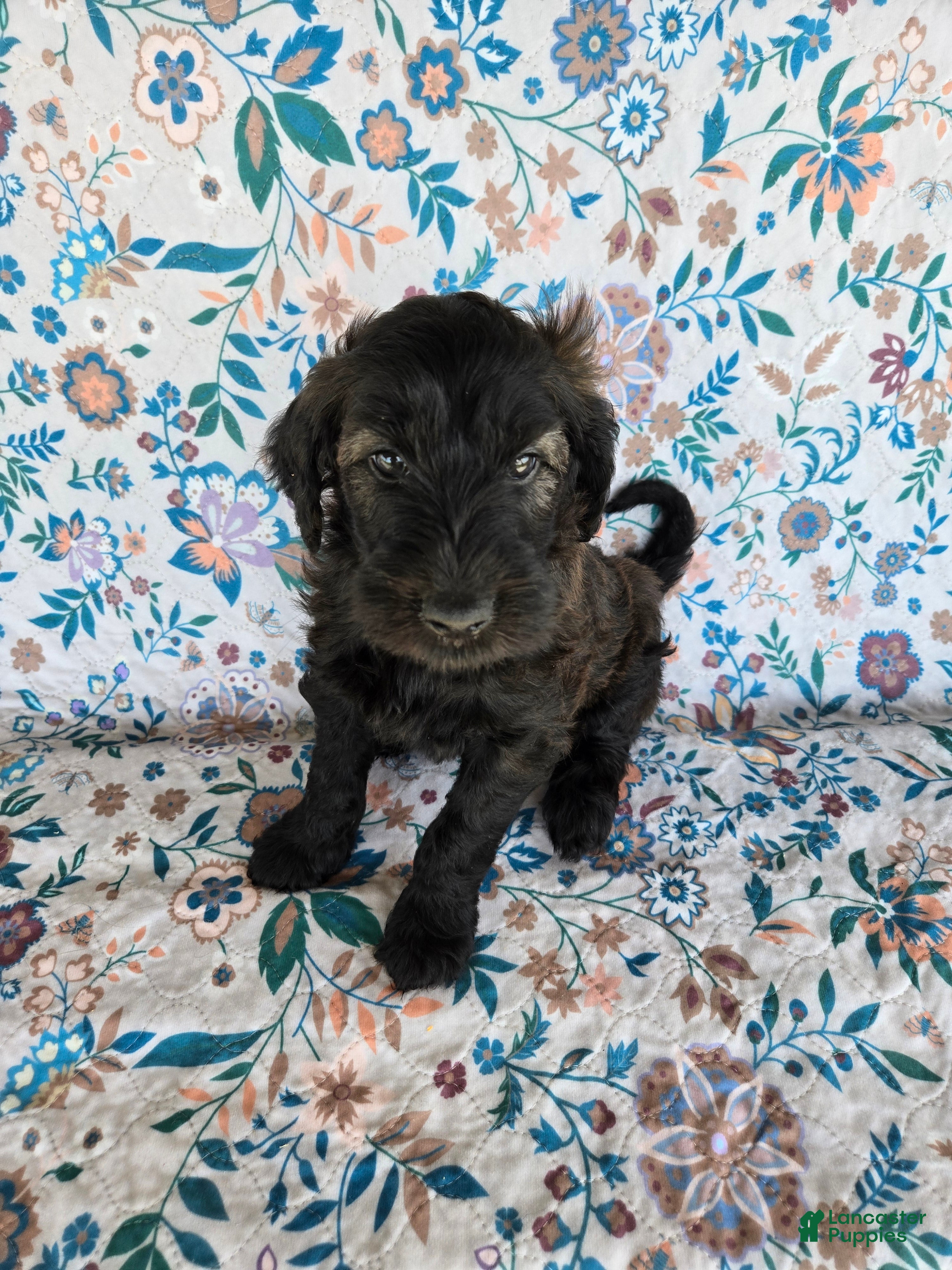 Goldendoodle dogs Orange Boy - Ad 26