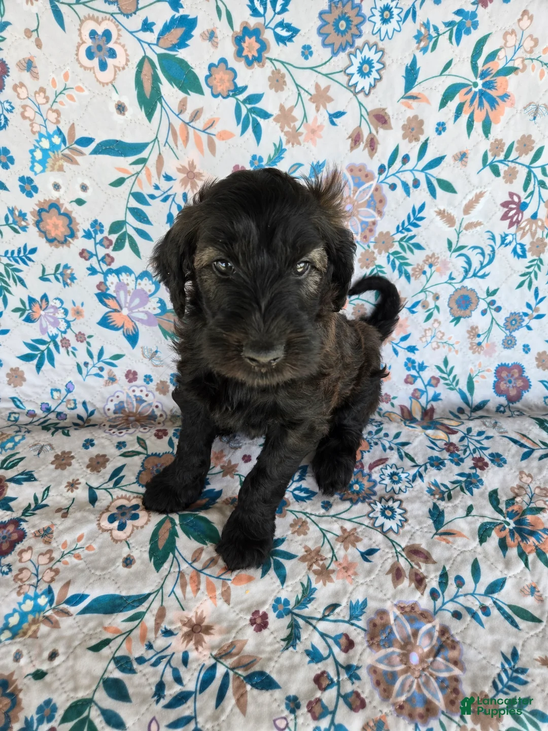 Goldendoodle dogs for sale: Orange Boy - Ad 1