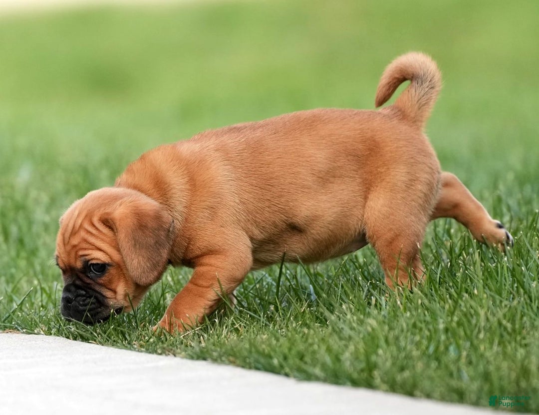Puggle dogs for sale: Chloe - Ad 2