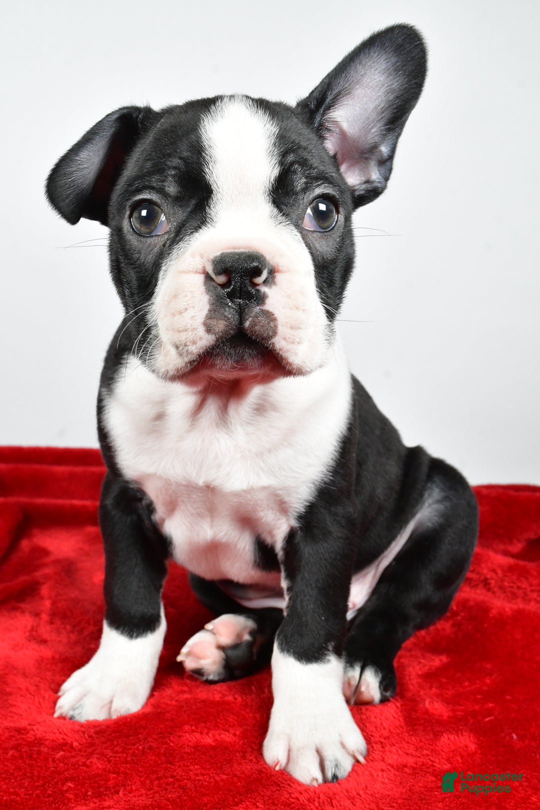 Boston Terrier dogs for sale: Ian - Ad 6