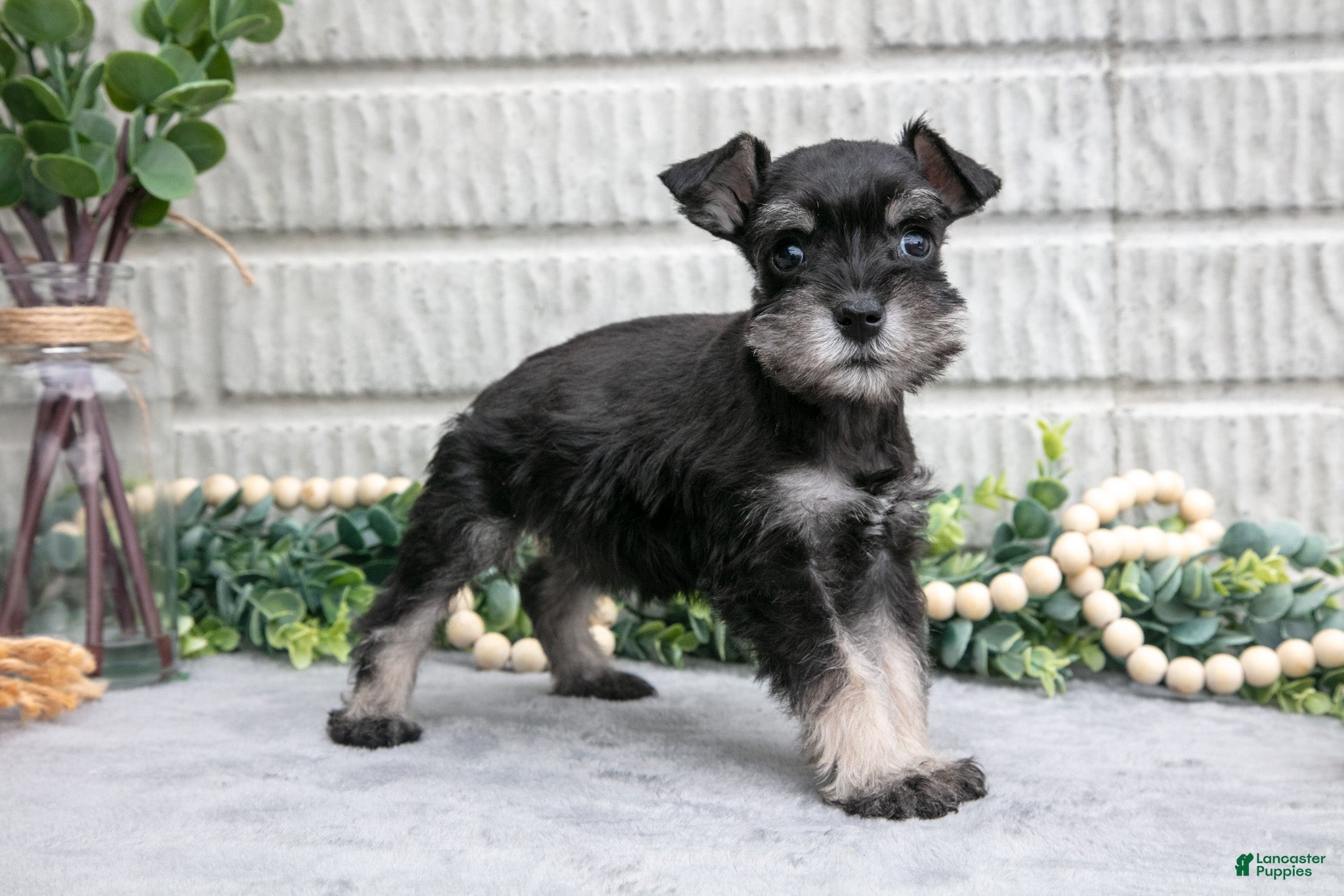 Miniature Schnauzer dogs Daffodil - Ad 2