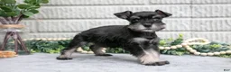 Miniature Schnauzer dogs for sale: Daffodil - Ad 2