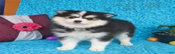 Pomsky dogs for sale: Bolt - Ad 3
