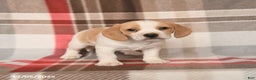 Beagle dogs for sale: Paula - Ad 3