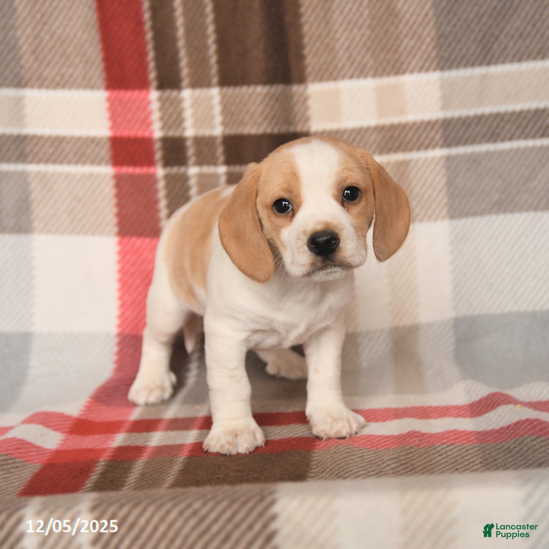 Beagle dogs for sale: Paula - Ad 3