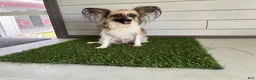 Papillon dogs for sale: Briar - Ad 5