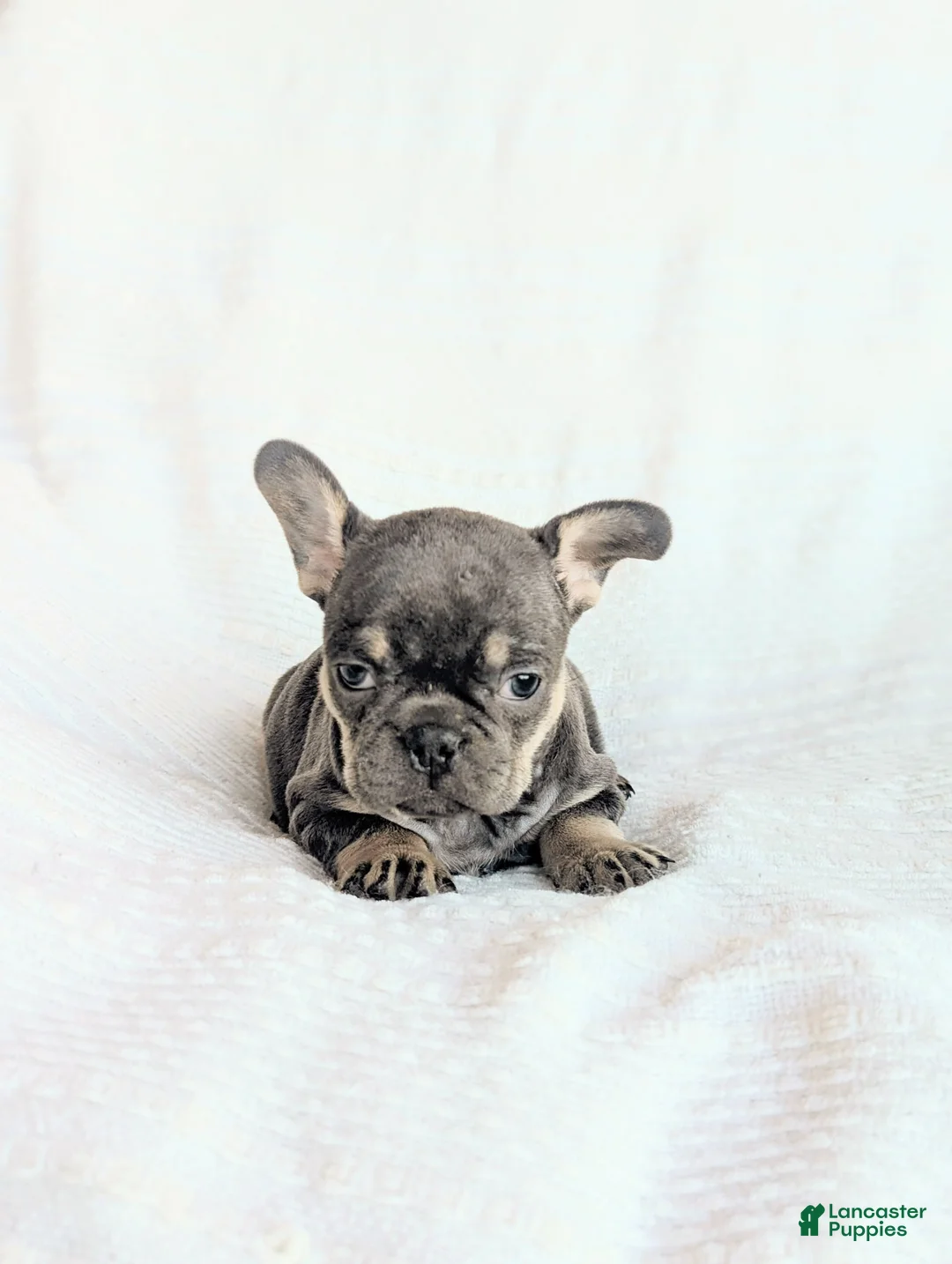 French Bulldog dogs for sale: Moose  - Ad 2
