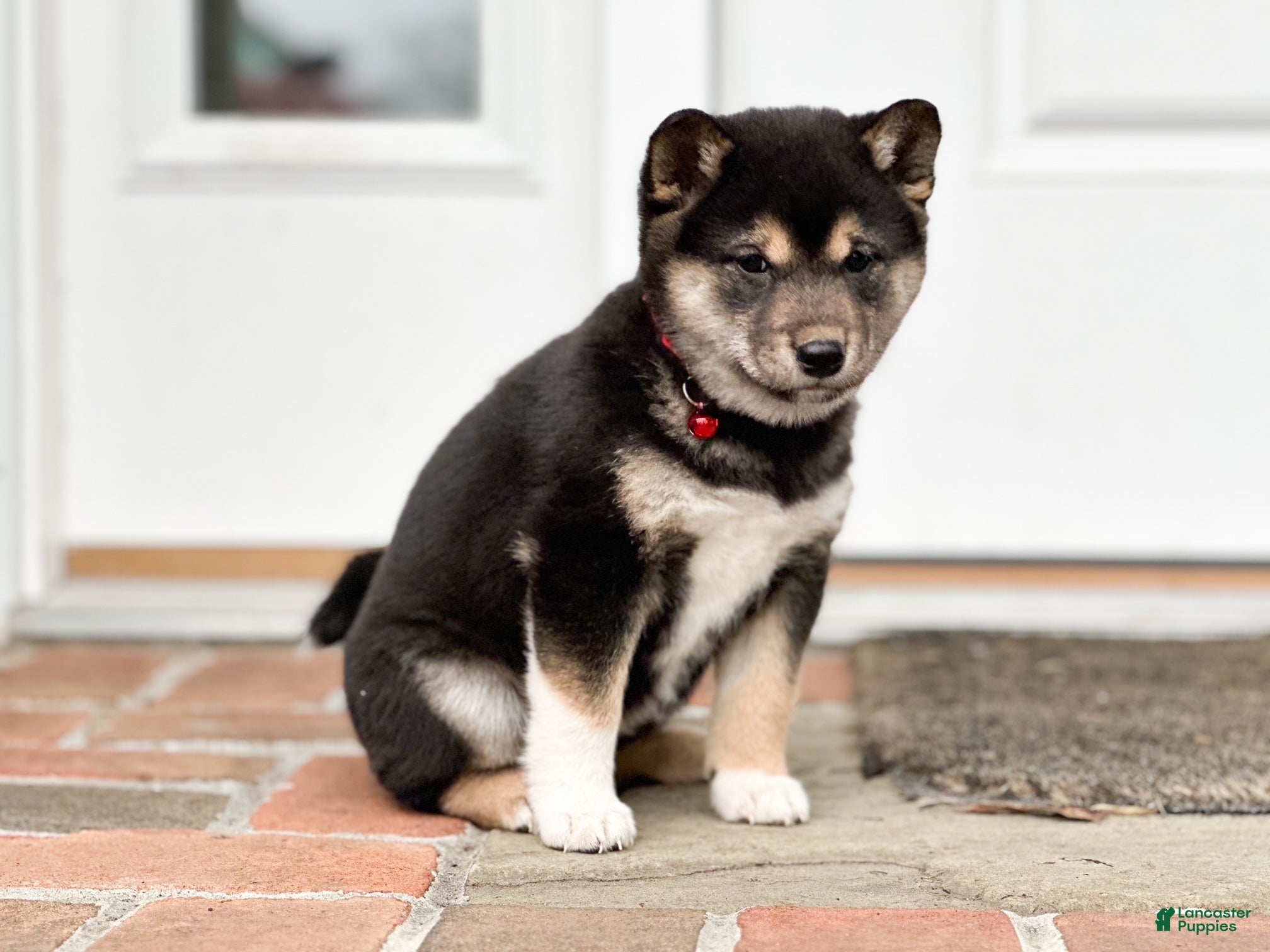 Shiba Inu dogs Fern - Ad 2