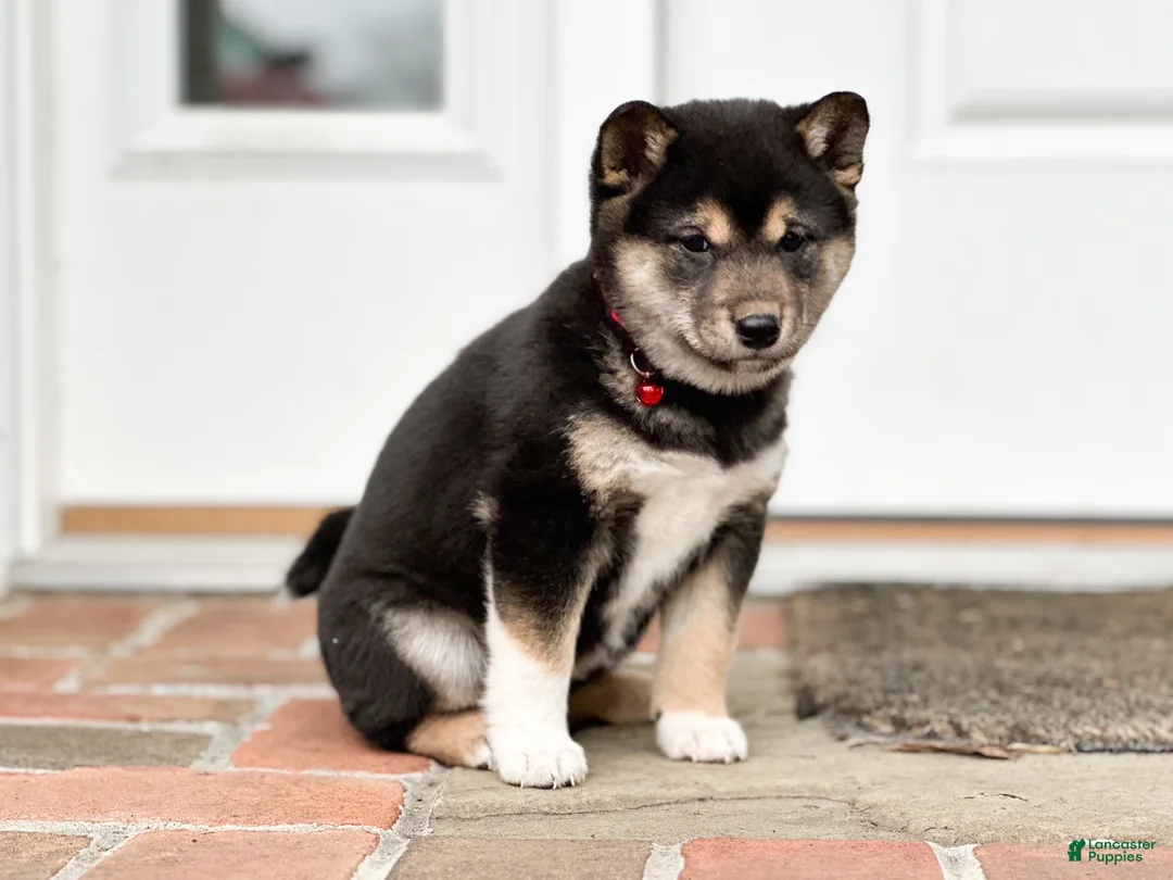 Shiba Inu dogs for sale: Fern - Ad 2