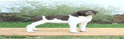 German Shorthaired Pointer dogs for sale: Candy - Ad 3