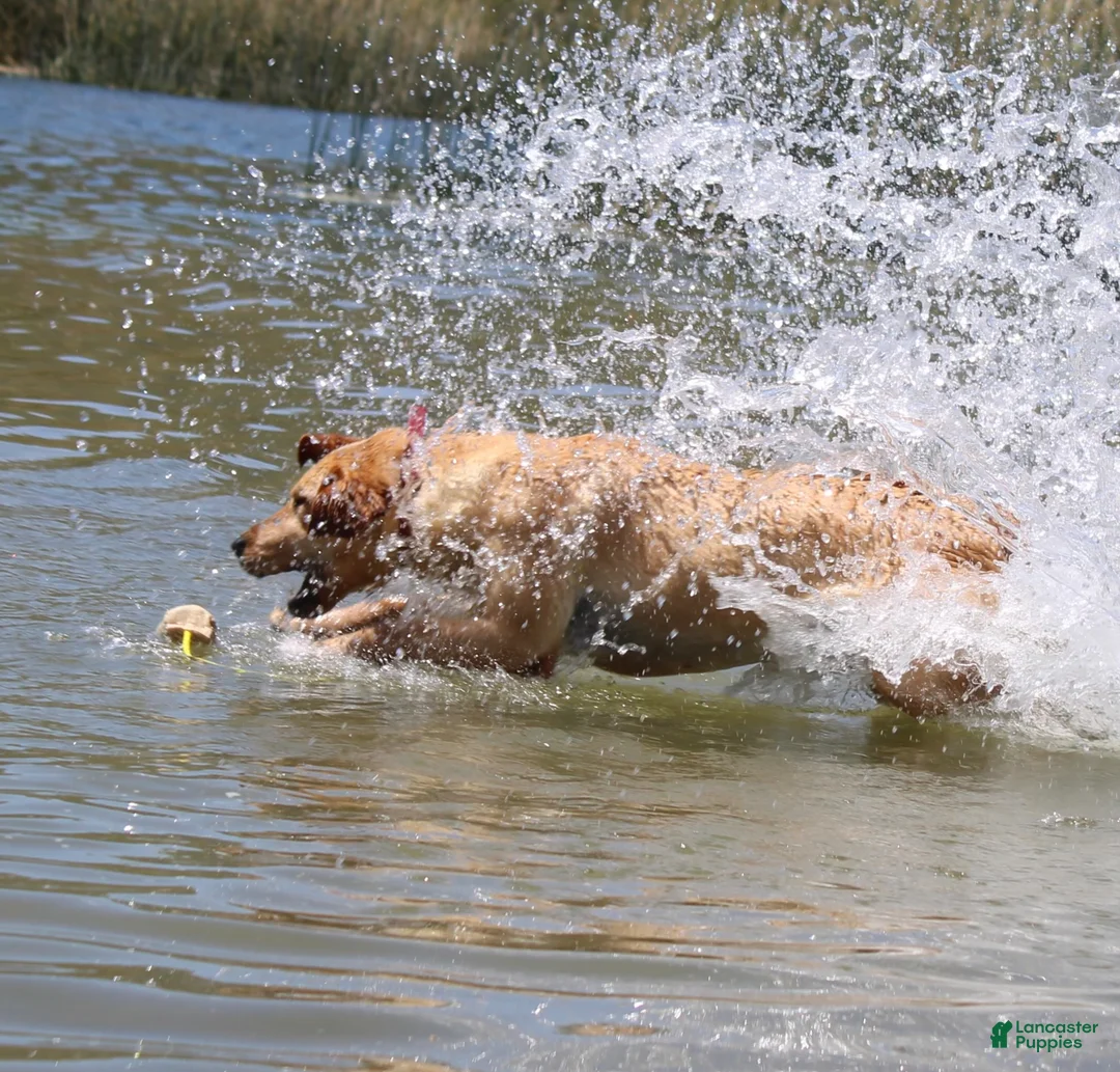 Labrador Retriever dogs for sale: Pink collar girl - Ad 13
