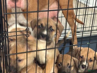 Mixed Breed dogs Mixed Breed Puppy 6 - Ad 9