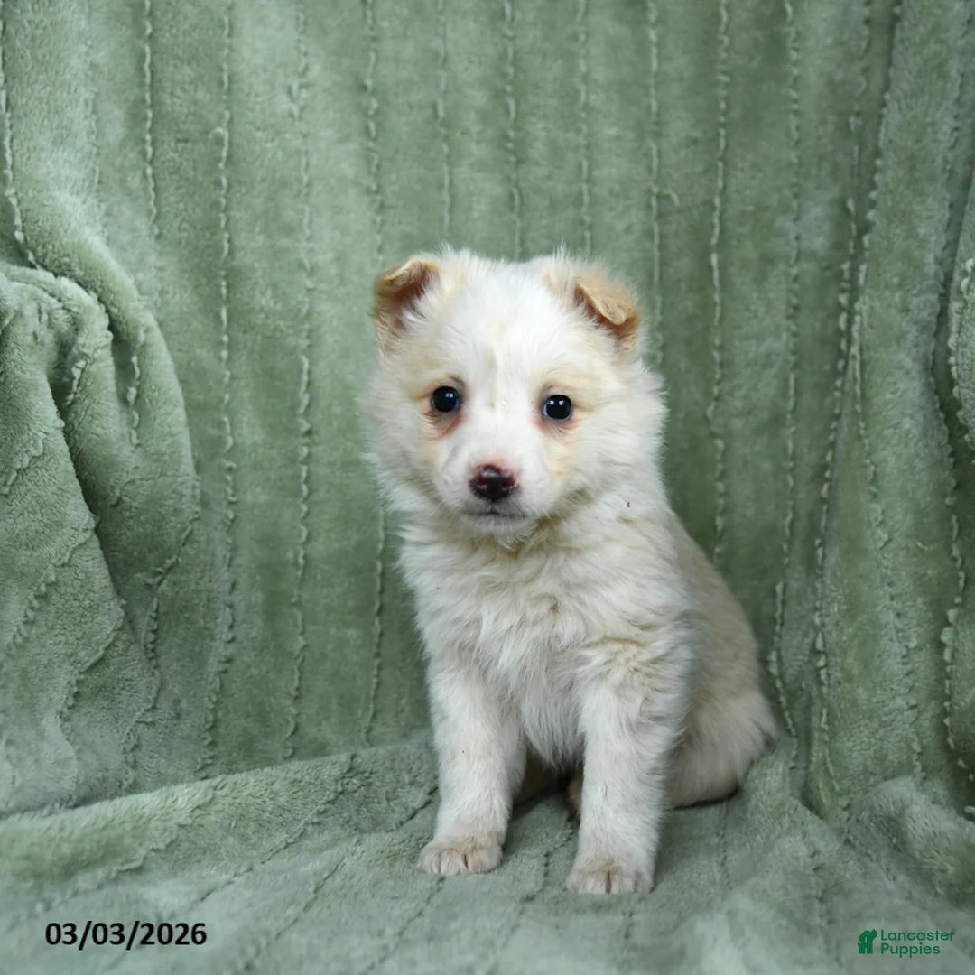Mixed Breed dogs for sale: Gilbert - Ad 3