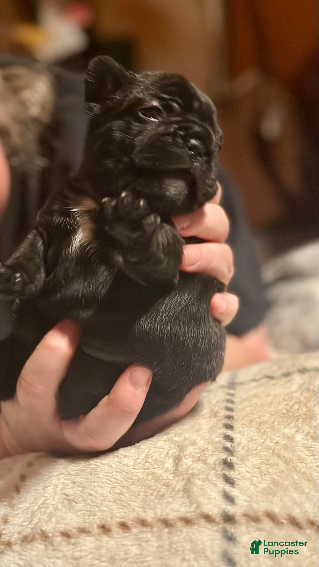 French Bulldog dogs for sale: French Bulldog Puppy 6 - Ad 2