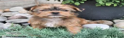Shorkie dogs for sale: Bear - Ad 3