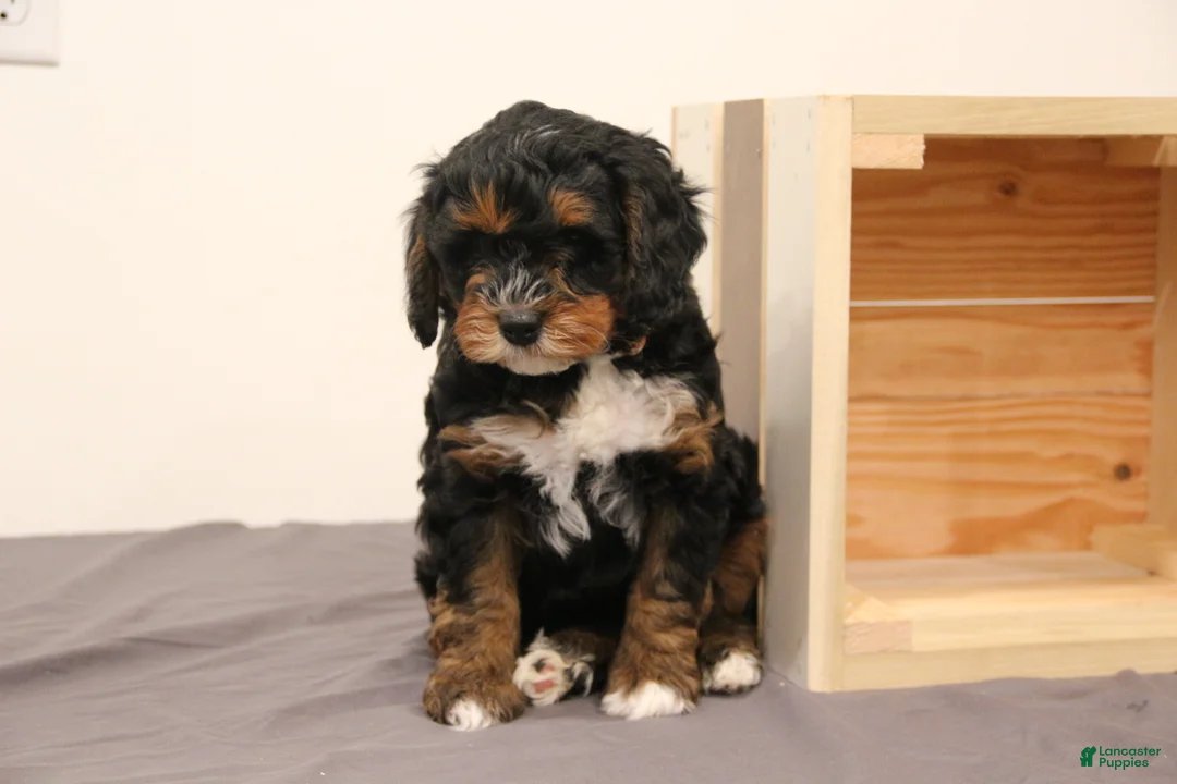 Mini Bernedoodle dogs for sale: Chase - Ad 3