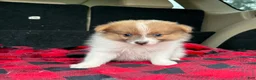 Pomeranian dogs for sale: Dougy - Ad 3