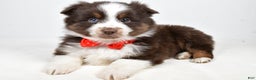 Toy Australian Shepherd dogs for sale: Benny - Ad 1