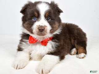 Toy Australian Shepherd dogs Benny - Ad 8