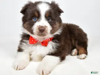Toy Australian Shepherd dogs Benny - Ad 4