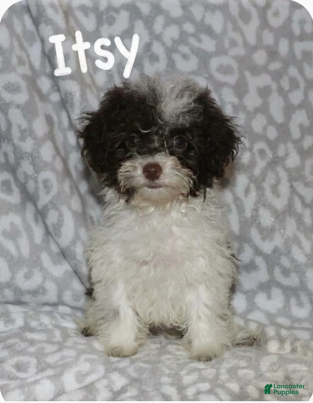 Toy Poodle dogs for sale: Itsy - Ad 6