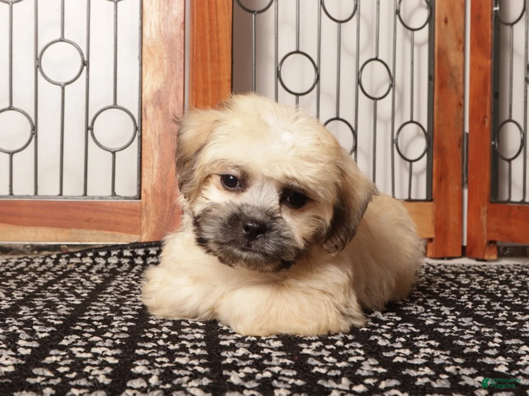 Shorkie dogs for sale: Max - Curious Shorkie  - Ad 4