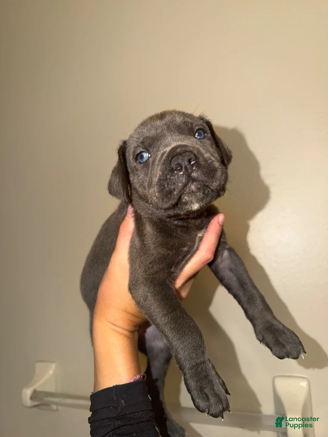 Cane Corso dogs for sale: Cane Corso 1 - Ad 2