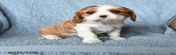 Cavalier King Charles Spaniel dogs for sale: Max - Ad 1